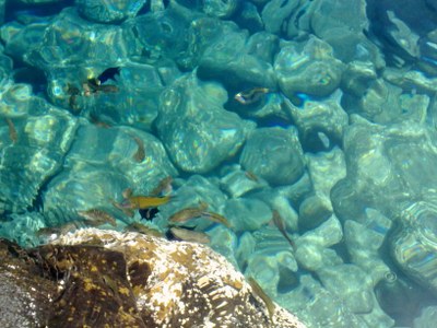 Pejeverdes, fulas y cabosos.