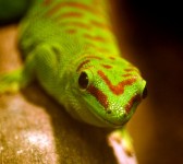 Un gecko te está mirando. 