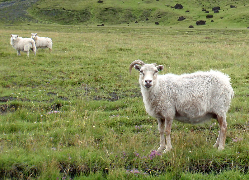 Educación pública: no pienses, berrea