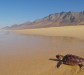 TORTUGAS 001_452x300