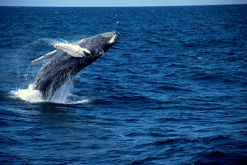 Los turistas también matan ballenas