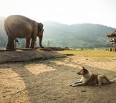 Elefante asiático (Eddy Milfort)