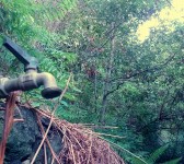 Un grifo en la selva tropical. 