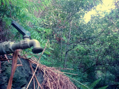 Los Tilos, el bosque de los vampiros
