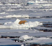 Oso ártico (Juan Vidal)