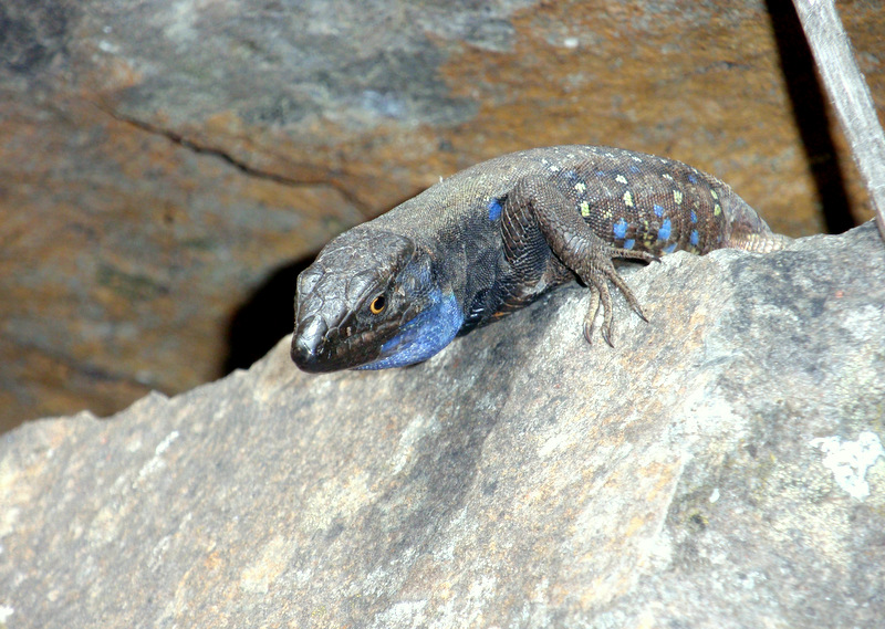 El lado humano del reptil