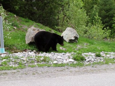 Españoles conviviendo con osos