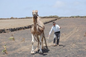 Juan Brito con el camello (Fotografía: Alfredo Ayala)