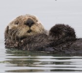 Nutria (Foto: Mike Baird)