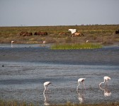 Aves en Doñana (Fotografía: Jake Belluci)