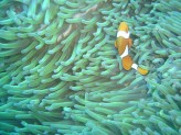 Gran Barrera de Coral: acosando a Nemo