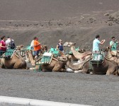 Turistas y camellos en Lanzarote (Fotografía de Fernando)