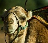 Un camello por su lado bueno (Fotografía: Montse PB)