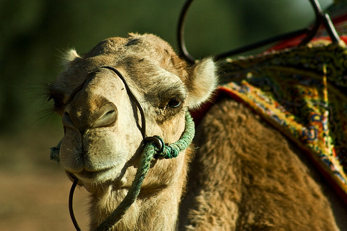 Un camello por su lado bueno (Fotografía: Montse PB)