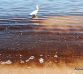 Una garza rodeada de oscuridad (Alberto Hugo Rojas).