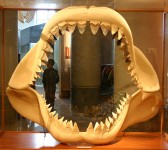 Fauces de un megalodón en la Librería Estatal de North Carolina (Imagen: Ryan Somma)