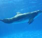 Un delfín (Imagen de Martin Fisch).