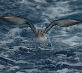 Pardela alzando el vuelo. Fotografía de ©Juan Bécares-Seo/BirdLife