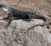 Ejemplar de lagarto gigante de La Gomera, Canarias (Imagen del Cabildo de la Gomera).