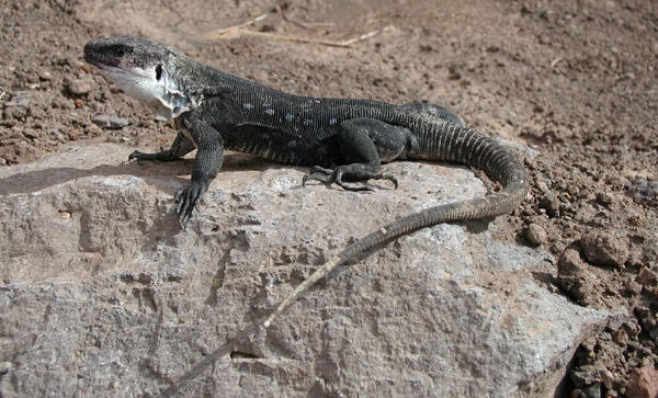 Ejemplar de lagarto gigante de La Gomera, Canarias (Imagen del Cabildo de la Gomera).
