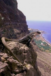 Lagarto gigante de La Gomera, Canarias. Foto: Cabildo de La Gomera. 