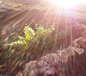 Imagen de una parra en La Geria, Lanzarote. Canarias (Imagen de Arminda Arteta).